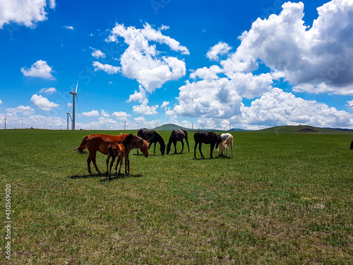 Heard of horses grazing under wind turbines build on a vast pasture in Xilinhot, Inner Mongolia. Natural resources energy. Clean energy. Endless grassland. Blue sky with white, thick clouds. Serenity