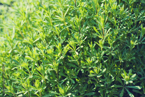 Abstract bright green vegetative background with wild grass, weed, close up, soft selective focus