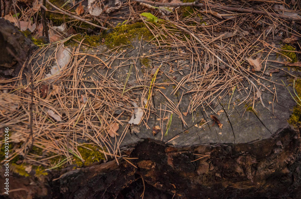 Black tree stump on the background of fallen leaves Black tree stump on the background of fallen leaves
