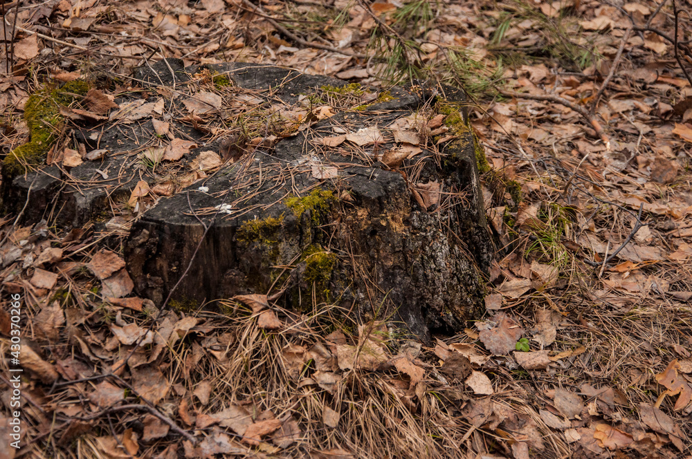 Black tree stump on the background of fallen leaves Black tree stump on the background of fallen leaves