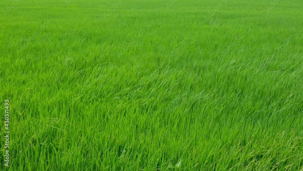 Green rice fields and the wind blows the rice trees back and forth. Green rice fields and the wind blows the rice trees back and forth.