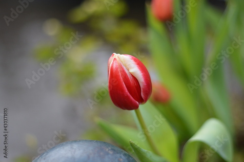 red tulip on a green