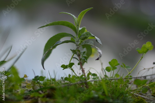 grass