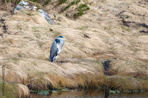 Gray herons are waiting for their food,Brønnøysund,Helgeland,Nordland county,Norway,scandinavia,Europe © Gunnar E Nilsen