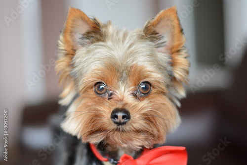 yorkshire terrier portrait
