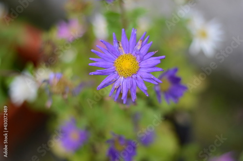 purple flower