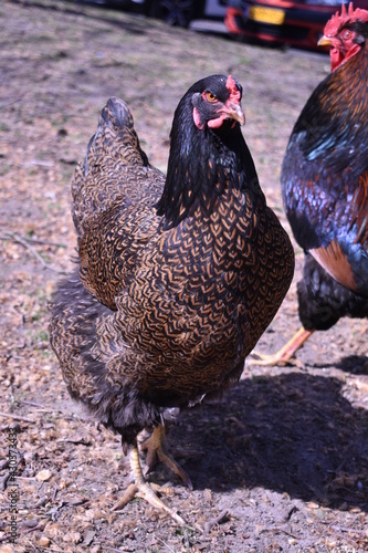 Chicken in parking lot