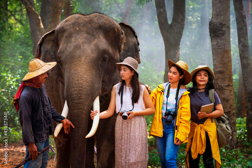 Photography Tourists walk to explore the forest together with elephants and mahouts