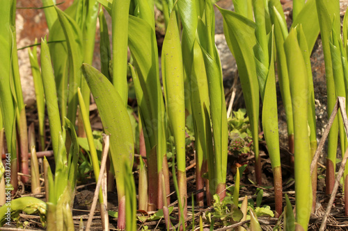 Young shoots of lilies of the valley in a flower bed.