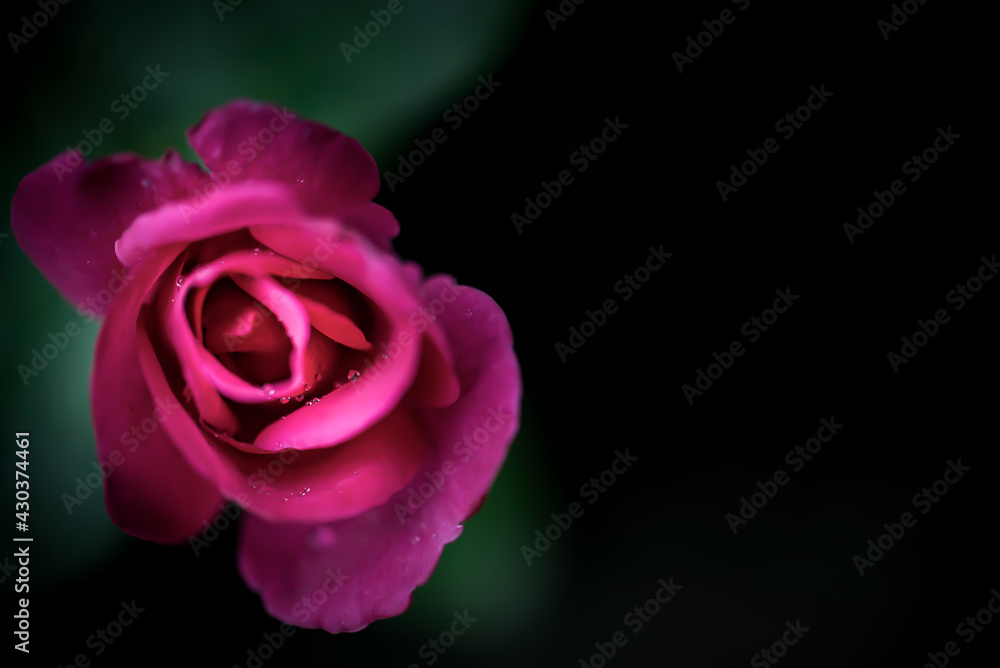 pink rose on black pink rose on black