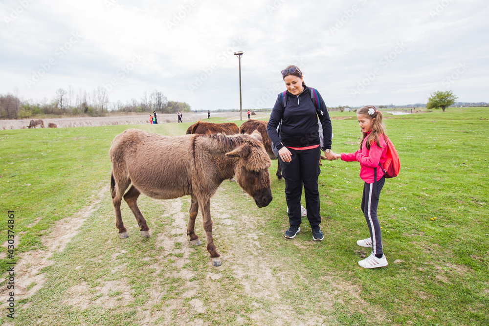 Donkeys grazing on pasture at nature reserve, family relax in nature with domestic animal Donkeys grazing on pasture at nature reserve, family relax in nature with domestic animal