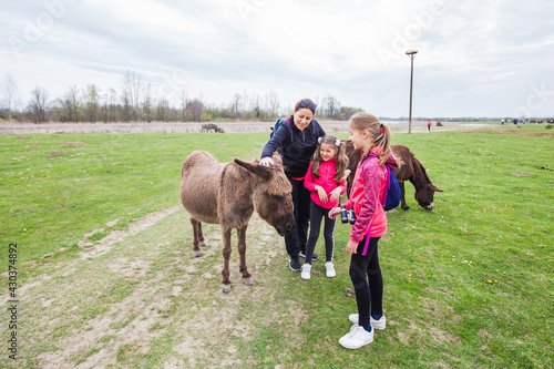 Donkeys grazing on pasture at nature reserve, family relax in nature with domestic animal