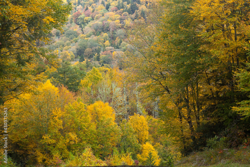 Fall Trees with colored leaves Fall Trees with colored leaves
