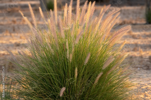 Ornamental grass beautifully lit-up by the evening sunlight