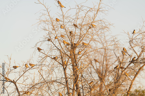 Tree full of House sparrows