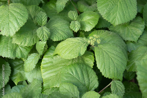 Fresh leaves in the spring sun.