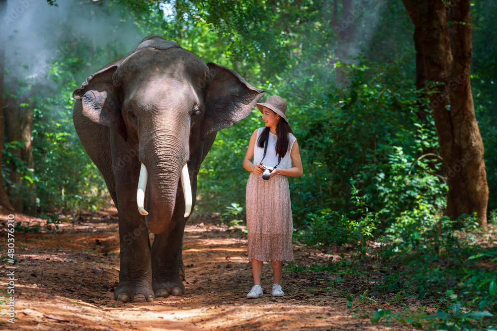 Fototapeta premium Tourists walk to explore the forest together with elephants. Tourism asian women holding camera in elephant village Surin, Thailand.