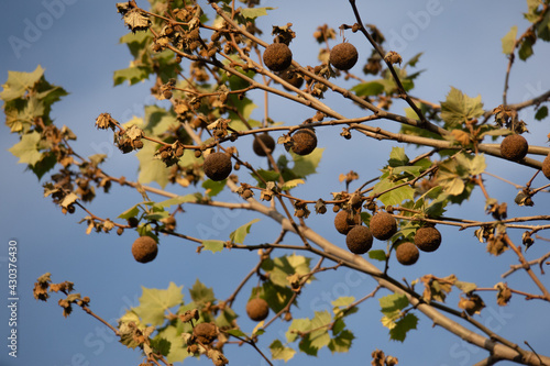 Even in spring, the fruits and leaves of the trees left over from the past season.