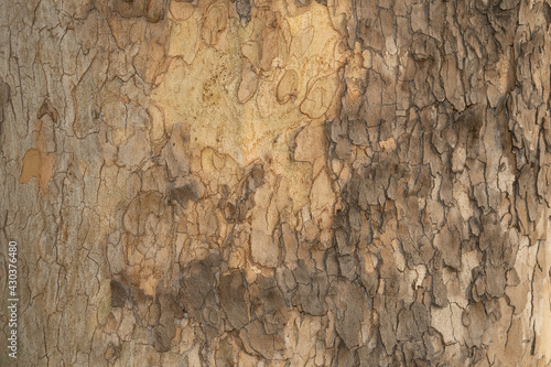 The pattern on the surface of the wooden pole.