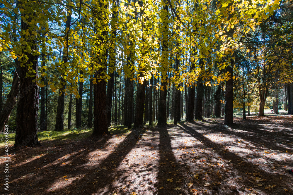 Naklejka premium Yellow leaves and tree in the forest.