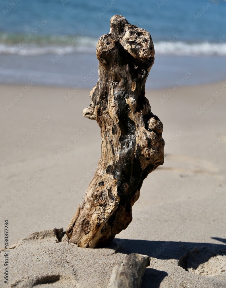Brown driftwood log standing upright in the sand Brown driftwood log standing upright in the sand