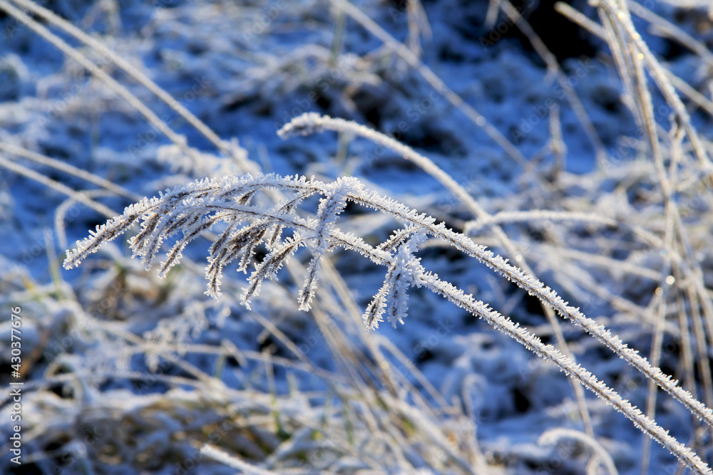Obraz premium Snow-covered dry grass in a winter field in macro photography