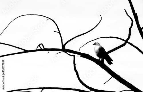 Bird singing on a dry tree branch