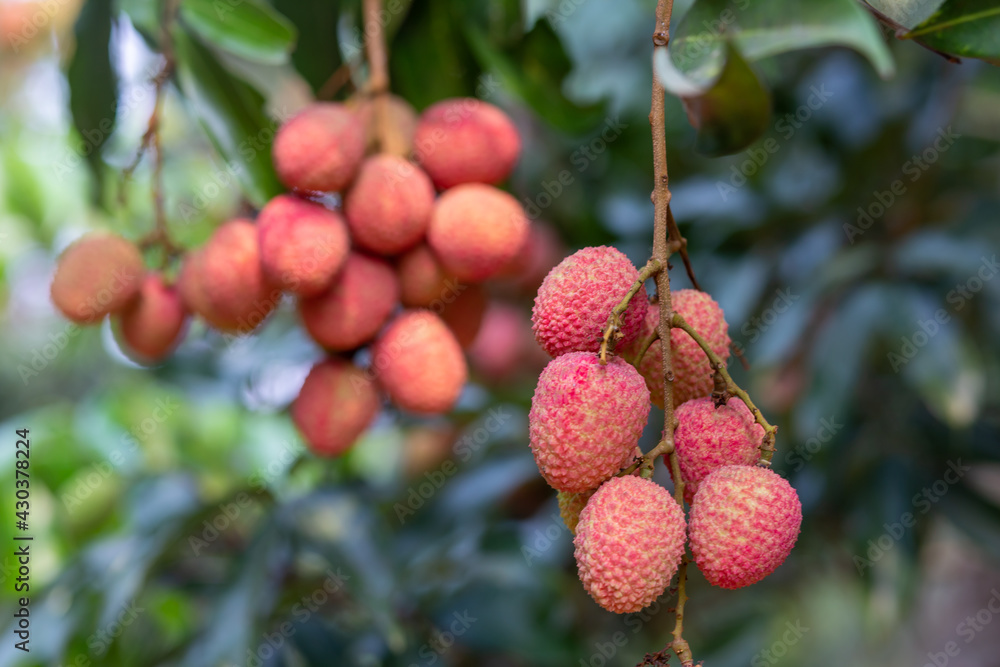 Lychees grow on green plants, about to ripen to red in the garden. Thai farmers in summer, delicious, sweet, sour Lychees grow on green plants, about to ripen to red in the garden. Thai farmers in summer, delicious, sweet, sour