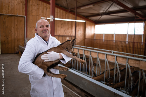 Portrait of veterinarian in white coat standing in farmhouse stable and holding goat kid domestic animal. Healthcare of animals for food production.