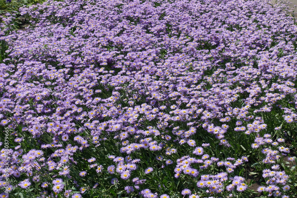 Plenty of violet flowers of Erigeron speciosus in June
