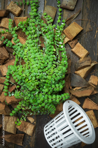 Repotting and Planting a dischidia houseplants with coconut husk photo