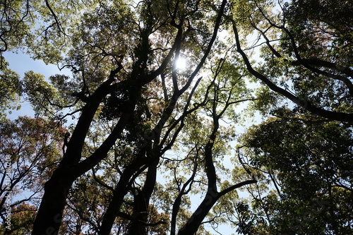 福岡の山、木々の隙間から太陽に照らされる