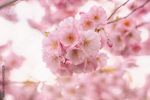 Sakura flowers over blurred background