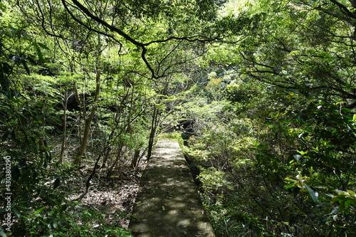 福岡の山で見た、太陽に照らされる葉っぱ