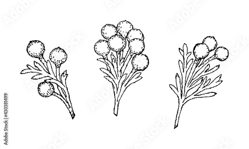 Set of branch elements with flowers of Brunia Albiflora plant, drawing in black outline with white fill, isolated objects on white background.