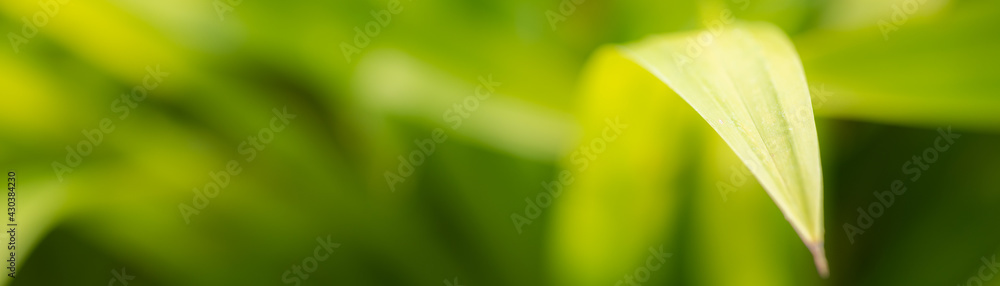 Abstract blurred Nature background. Texture of green leaf plant wallpaper with sun light. Abstract blurred Nature background. Texture of green leaf plant wallpaper with sun light.