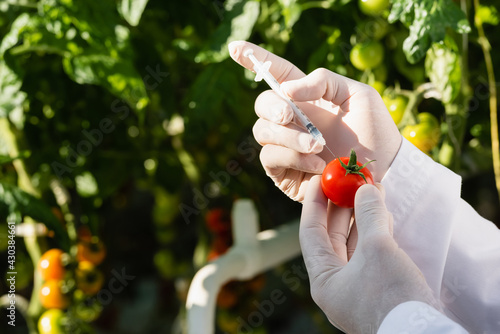 cropped view of inspector making quality test of tomato with syringe