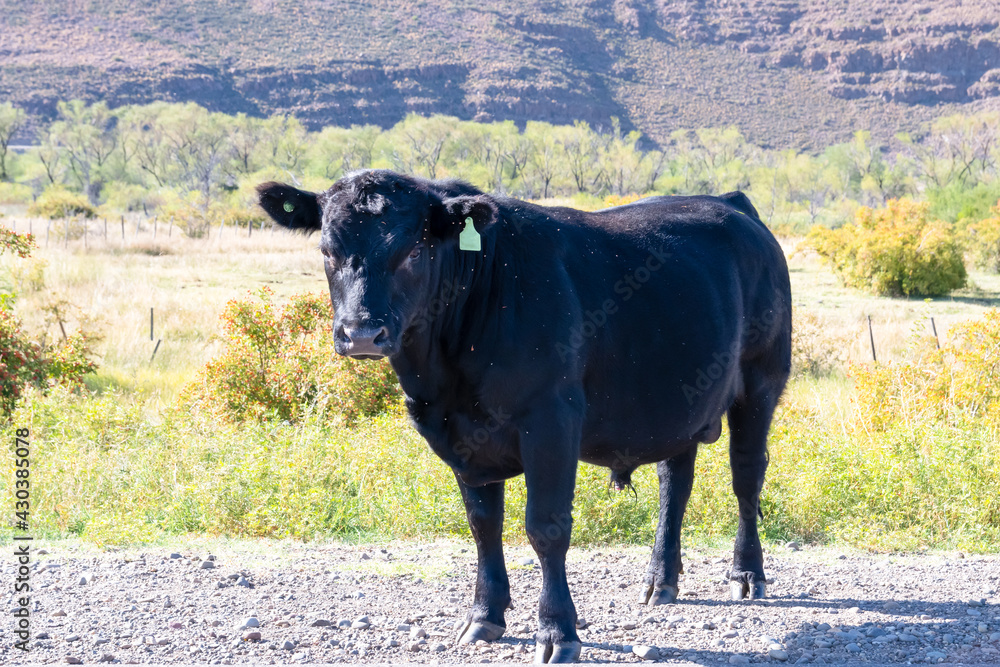 black bull without horns, in Argentina