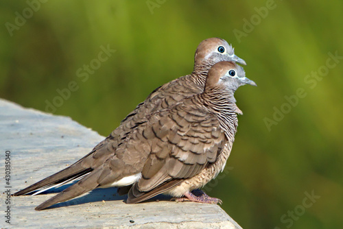 A pair of Zebra Dove