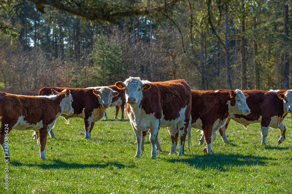 The breed hereford cows, enjoying the fresh morning grass, and the heifers have just had calves, which are still suckling by their mother