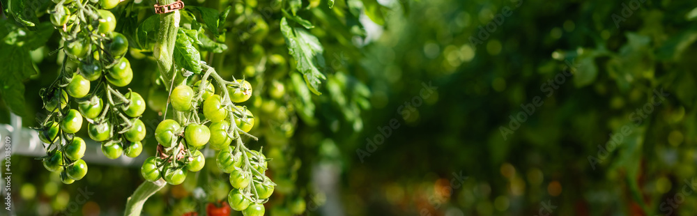 branches of green cherry tomatoes on blurred background, banner