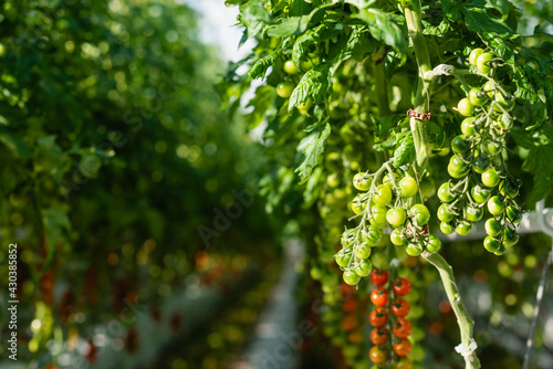 selective focus of branches with green cherry tomatoes in glasshouse, blurred background
