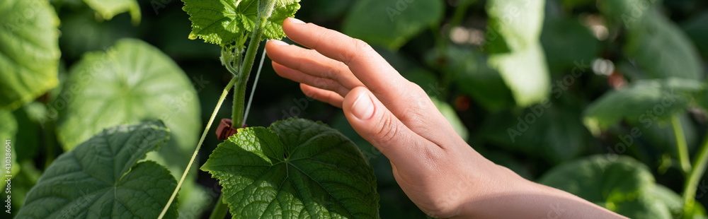 cropped view of female hand near cucumber plant, banner