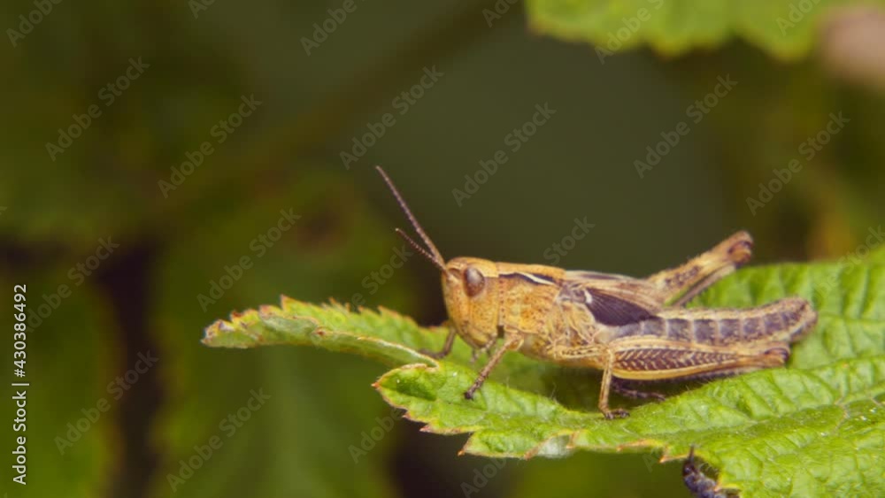 Agricultural pest Grasshopper or locust sitting on the grass close up Agricultural pest Grasshopper or locust sitting on the grass close up