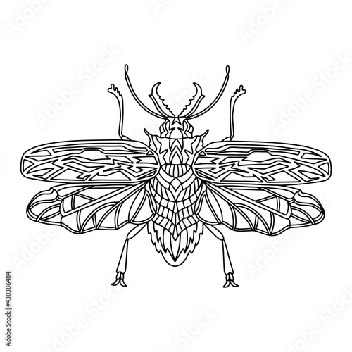 Beetle Brazilian woodcutter coloring book.