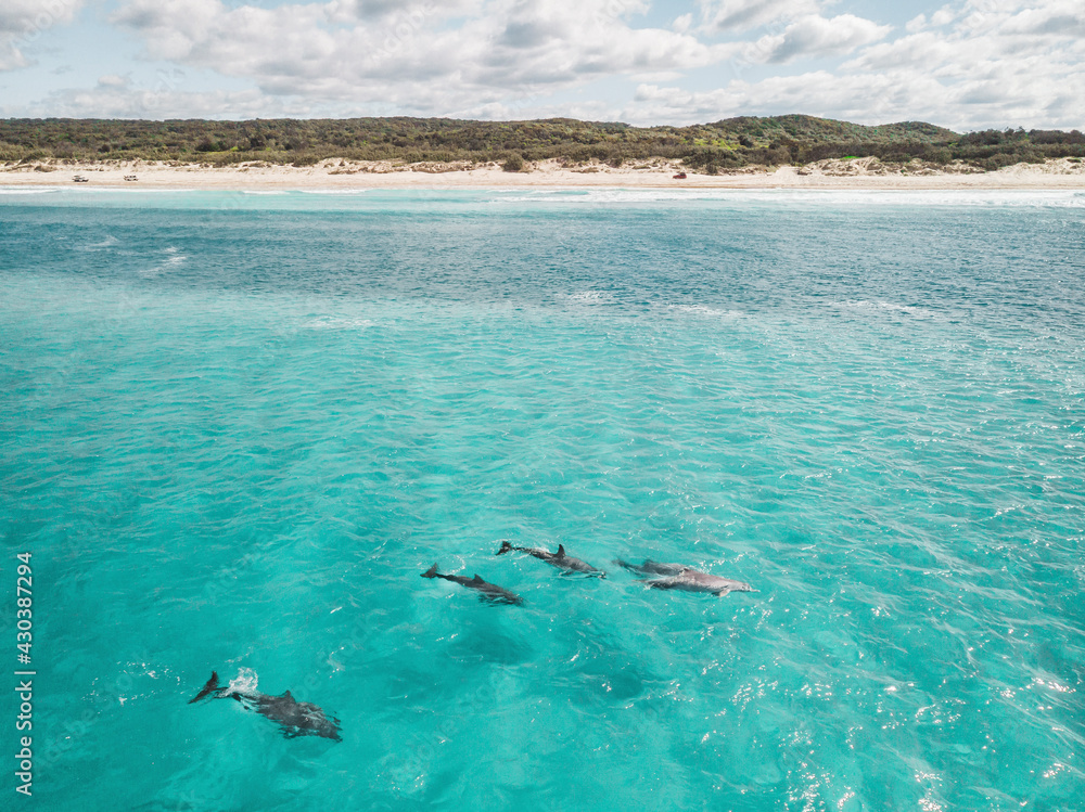 Aerial view of dolphins swimming in the water close to the beach, Fraser coast, Queensland, Australia. Aerial view of dolphins swimming in the water close to the beach, Fraser coast, Queensland, Australia.
