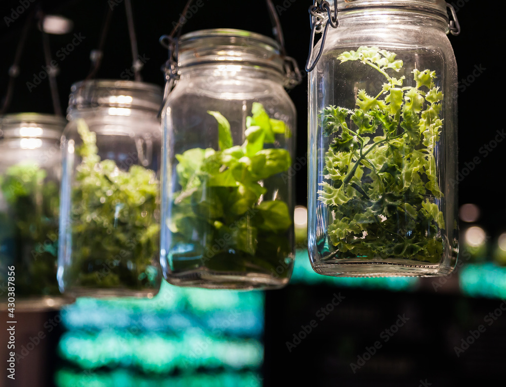 Fresh green plants hanging in glass jars in a dark backlit room, close-up. Fresh green plants hanging in glass jars in a dark backlit room, close-up.