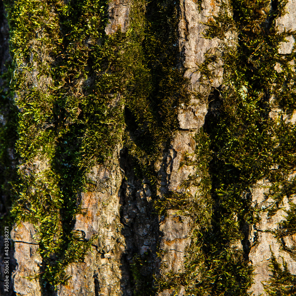 Texture of brown tree bark covered with green moss. Old tree bark background. Square close-up Texture of brown tree bark covered with green moss. Old tree bark background. Square close-up