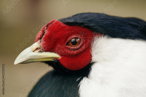 Chicken head with chicken scallop and beak close-up