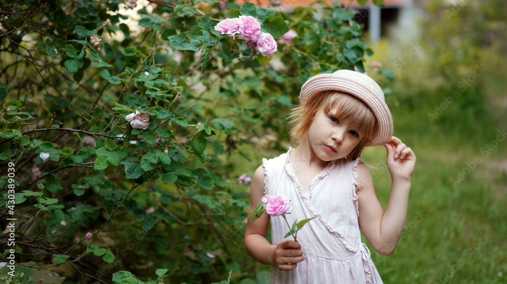 Little beautiful cute blonde girl in a gentle pink dress and hat near the bushes of a rose hip tea rose with flowers in her hands. She sniffs flowers, picks, throws up petals, laughs
